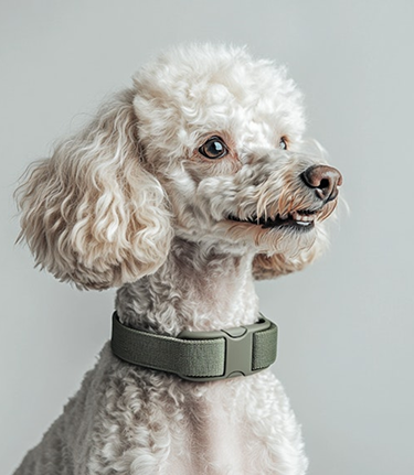 dog-img