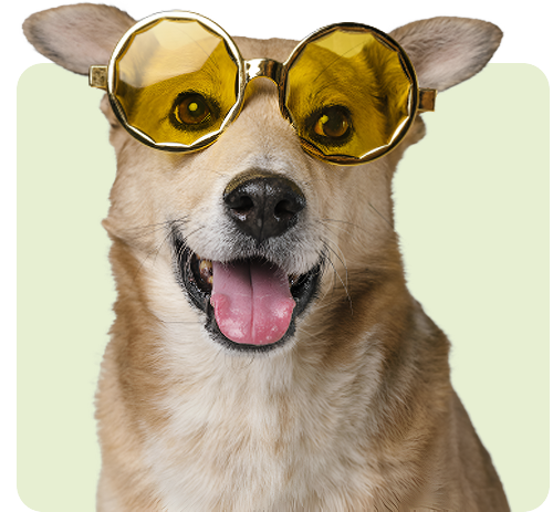 healthier-pet