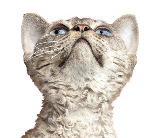 cat img